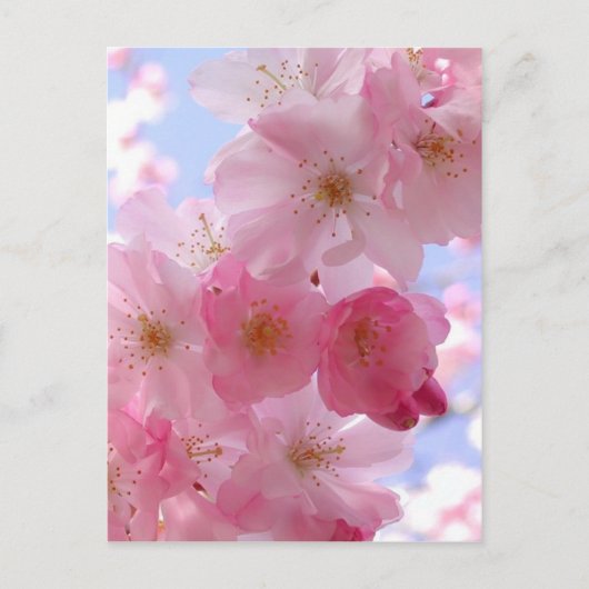 Carte Postale fleurs de pommes (Devant)