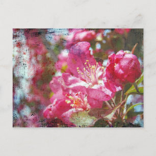 Carte Postale Fleurs de pommes de terre