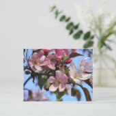 Carte Postale Fleurs de pommier (Debout devant)