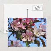 Carte Postale Fleurs de pommier (Devant / Derrière)