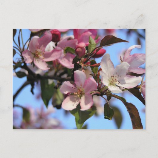 Carte Postale Fleurs de pommier (Devant)