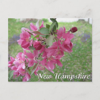Carte Postale fleurs de pommier sauvage du New Hampshire