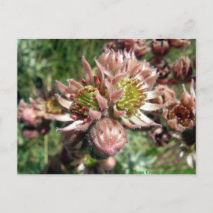 Carte Postale Fleurs de poules et de poussins (Sempervivum)