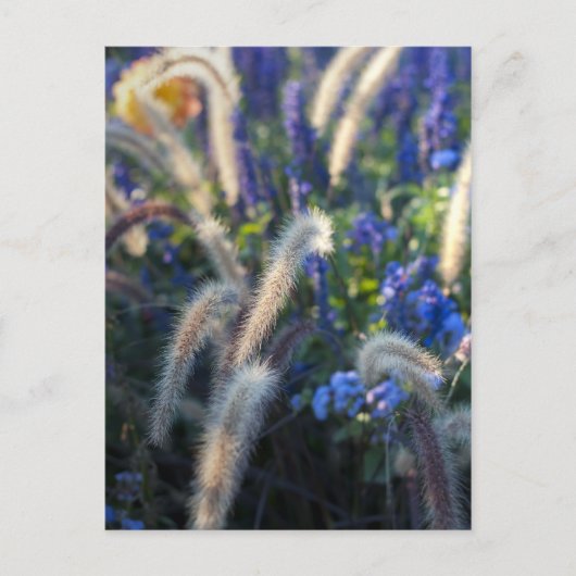 Carte Postale Fleurs de Prairie Rêveuse (Devant)
