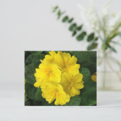 Carte Postale Fleurs de Primrose Jaune (Debout devant)