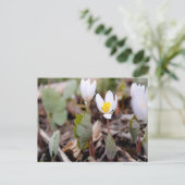 Carte postale Fleurs de printemps (Debout devant)