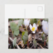 Carte postale Fleurs de printemps (Devant / Derrière)