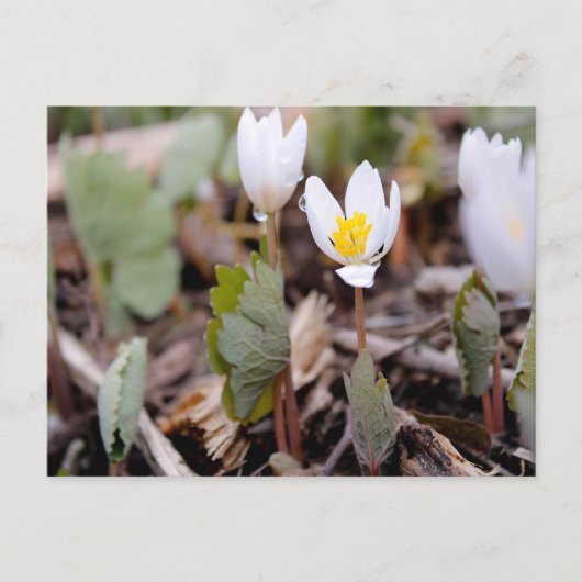 Carte postale Fleurs de printemps (Devant)