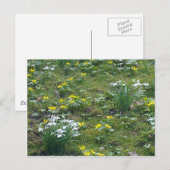 Carte postale Fleurs de printemps (Devant / Derrière)
