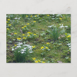 Carte postale Fleurs de printemps