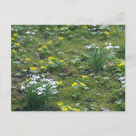 Carte postale Fleurs de printemps (Devant)