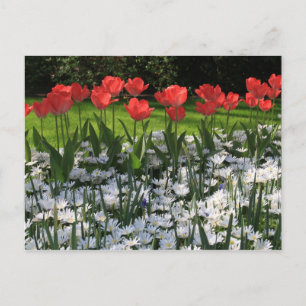 Carte Postale Fleurs de printemps