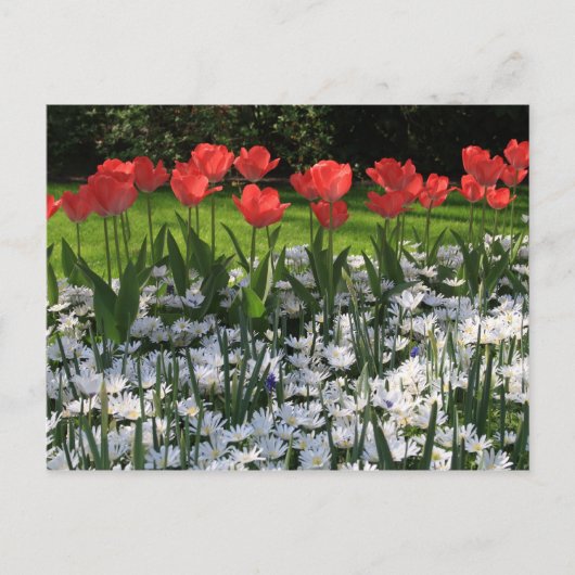 Carte Postale Fleurs de printemps (Devant)