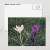 Carte Postale Fleurs de printemps (Devant / Derrière)