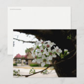 Carte Postale Fleurs de printemps blanches en macrophotographie (Devant / Derrière)