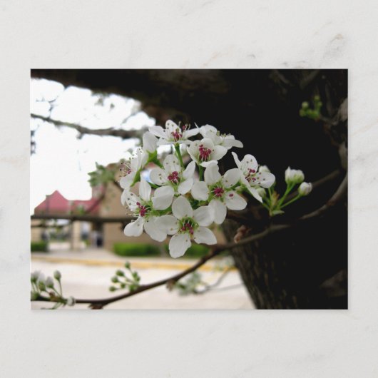 Carte Postale Fleurs de printemps blanches en macrophotographie (Devant)