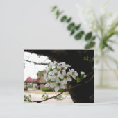 Carte Postale Fleurs de printemps blanches en macrophotographie (Debout devant)