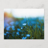 Carte Postale Fleurs de printemps dans le champ (Devant)
