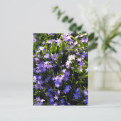 Carte Postale Fleurs de printemps de Squill Bleu (Debout devant)