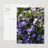 Carte Postale Fleurs de printemps de Squill Bleu (Devant / Derrière)