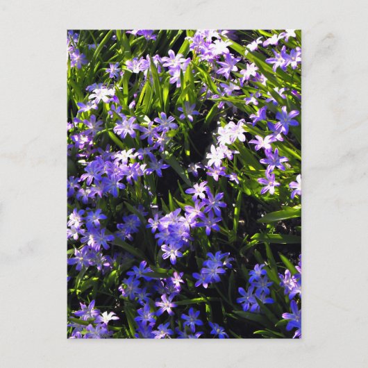 Carte Postale Fleurs de printemps de Squill Bleu (Devant)