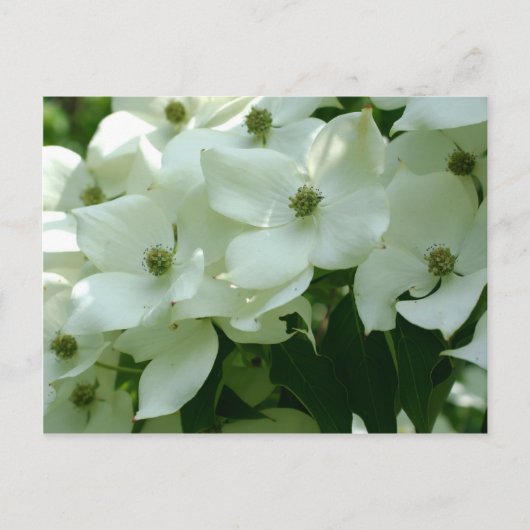 Carte Postale Fleurs de printemps en bois de chien blanc (Devant)