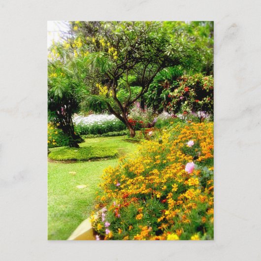 Carte Postale Fleurs de printemps en Funchal, Madère (Portugal) (Devant)