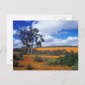 Carte Postale Fleurs de printemps en Namaqualand, Afrique du Sud (Devant / Derrière)