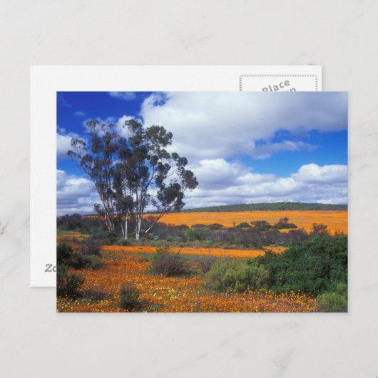 Carte Postale Fleurs de printemps en Namaqualand, Afrique du Sud (Devant / Derrière)