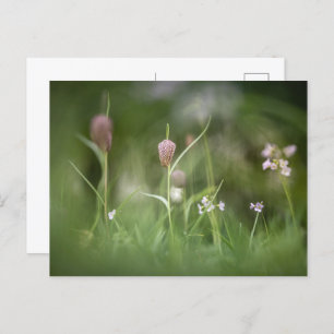 Carte Postale Fleurs de printemps Photo nature