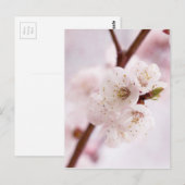 Carte Postale Fleurs de printemps roses (Devant / Derrière)