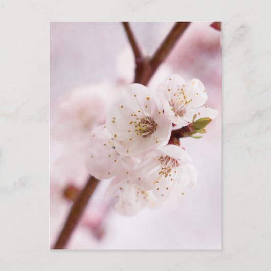 Carte Postale Fleurs de printemps roses (Devant)