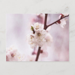 Carte Postale Fleurs de printemps roses