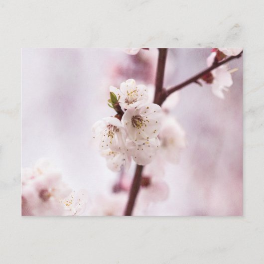 Carte Postale Fleurs de printemps roses (Devant)