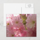 Carte Postale Fleurs de printemps roses (Devant / Derrière)