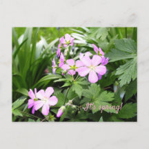 Carte postale Fleurs de printemps Wild Geraniums G