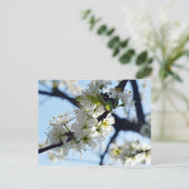 Carte Postale Fleurs de prune (Debout devant)