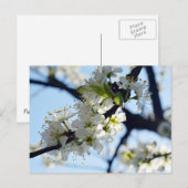 Carte Postale Fleurs de prune (Devant / Derrière)