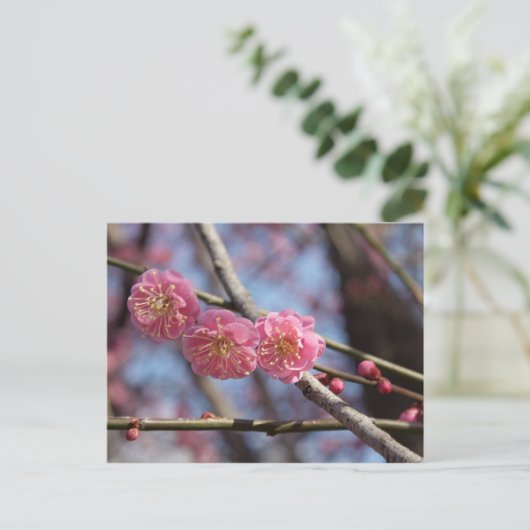 Carte postale fleurs de prune (Debout devant)