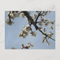 Fleurs de prune : Japon