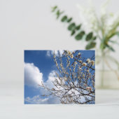 Carte Postale Fleurs de prune : Japon (Debout devant)