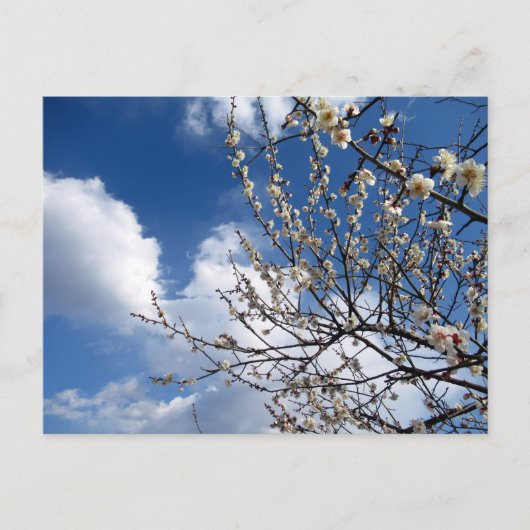 Carte Postale Fleurs de prune : Japon (Devant)