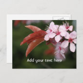 Carte Postale fleurs de prune rose printanier (Devant / Derrière)