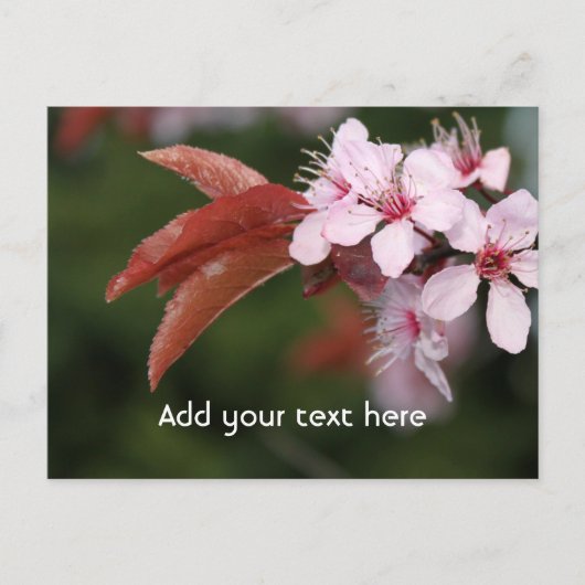 Carte Postale fleurs de prune rose printanier (Devant)