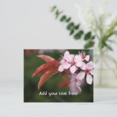 Carte Postale fleurs de prunier rose de printemps (Debout devant)