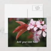Carte Postale fleurs de prunier rose de printemps (Devant / Derrière)