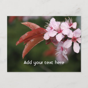 Carte Postale fleurs de prunier rose de printemps