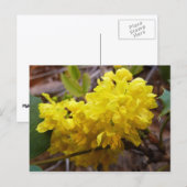 Carte Postale Fleurs de raisins de l'Oregon Fleurs sauvages jaun (Devant / Derrière)