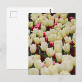 Carte Postale Fleurs de ressort douces (Devant / Derrière)