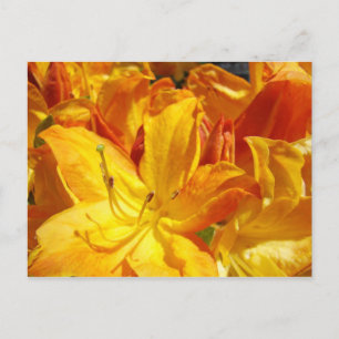Carte Postale Fleurs de Rhodies orange postcards Rhododendrons